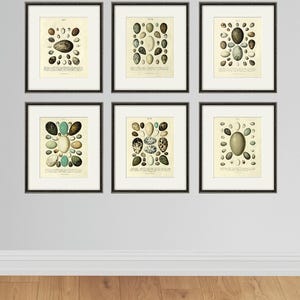 Bird Eggs art Print poster Set of 6 prints nature print antique prints Garden Wall art vintage Eggs decor art Print set Natural History art