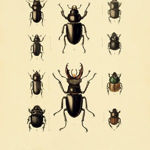 Antique Insect art print Beetle art print insect wall art Vintage insect decor Antique Prints entomology art Natural History art Bug art