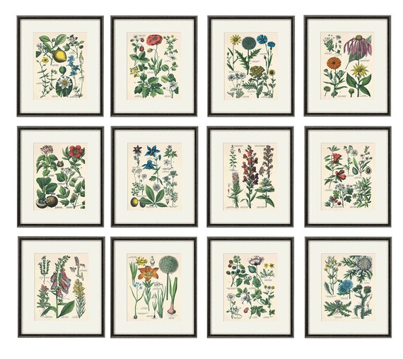Kitchen Herbs Wall Art Antique Botanical Print Set Of 12 Herb Etsy
