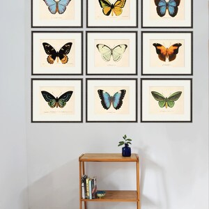 May include: Nine framed butterfly illustrations with black frames on a white wall. The butterflies are in various colors, including blue, green, yellow, orange, and black.