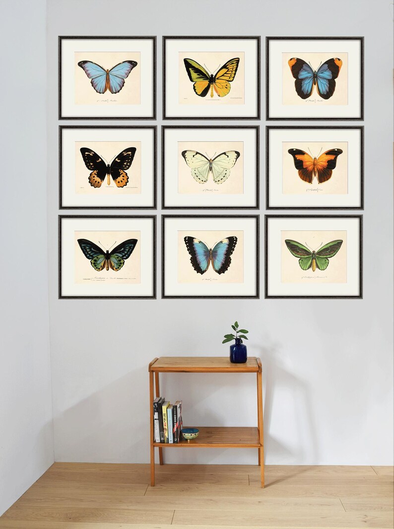 May include: Nine framed butterfly illustrations with black frames on a white wall. The butterflies are in various colors, including blue, green, yellow, orange, and black.