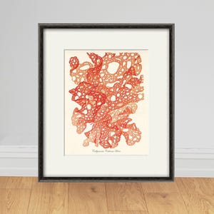 Vintage Seaweed Illustration Print: Hand-Colored Lithograph, 1800s