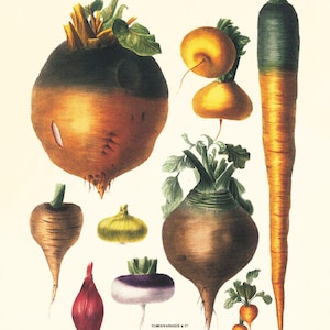 Vegetable art print Antique botanical print vegetable print kitchen art print antique wall art kitchen poster kitchen prints vegetable decor