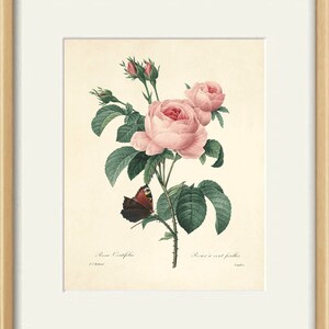 Pink Rose Art Print Vintage Flower Print Cottage Wall Art Victorian ...