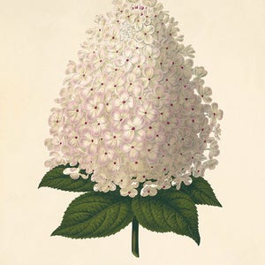 May include: A close-up of a white hydrangea flower with pink accents. The flower is in full bloom and has a large, rounded shape. The flower is surrounded by green leaves.