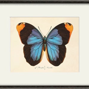 May include: A vintage illustration of a blue butterfly with black and orange markings. The butterfly is depicted with its wings spread open, showcasing its intricate patterns. The image is printed on a cream-colored paper with the text "g. Morpho" in the lower right corner.