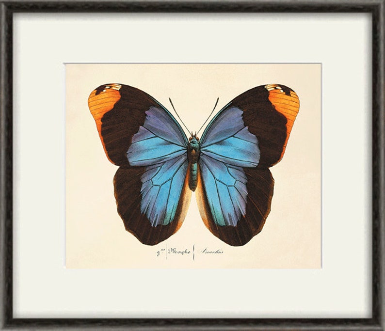 May include: A vintage illustration of a blue butterfly with black and orange markings. The butterfly is depicted with its wings spread open, showcasing its intricate patterns. The image is printed on a cream-colored paper with the text "g. Morpho" in the lower right corner.