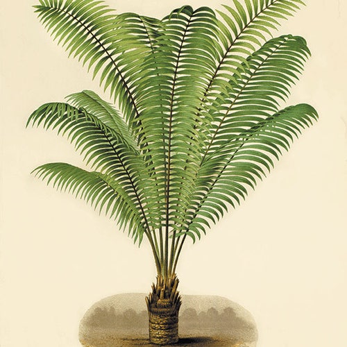 Palm Tree Art Print Antique Botanical Art Prints Home Decor Etsy