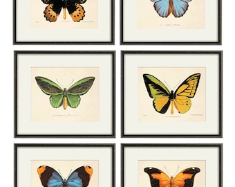 Antique Butterfly art Print set Nature print Natural History art old prints antique prints Victorian art butterfly decor home decor wall art