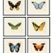 see more listings in the Mariposas e insectos section