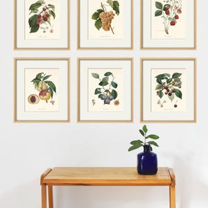 Antique fruit art print Vintage kitchen art print antique botanical art prints fruit wall art kitchen art decor fruit print vintage set of 6