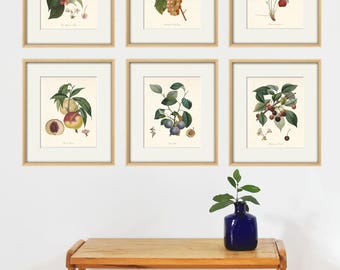 Láminas antiguas de arte botánico con frutas: decoración vintage para la pared de la cocina, juego de 6