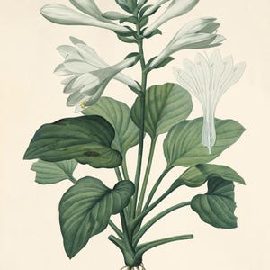 May include: A botanical illustration of a white flowering plant with green leaves. The plant is labeled "Hemerocallis Japonica" and "Hemerocalle du Japon".