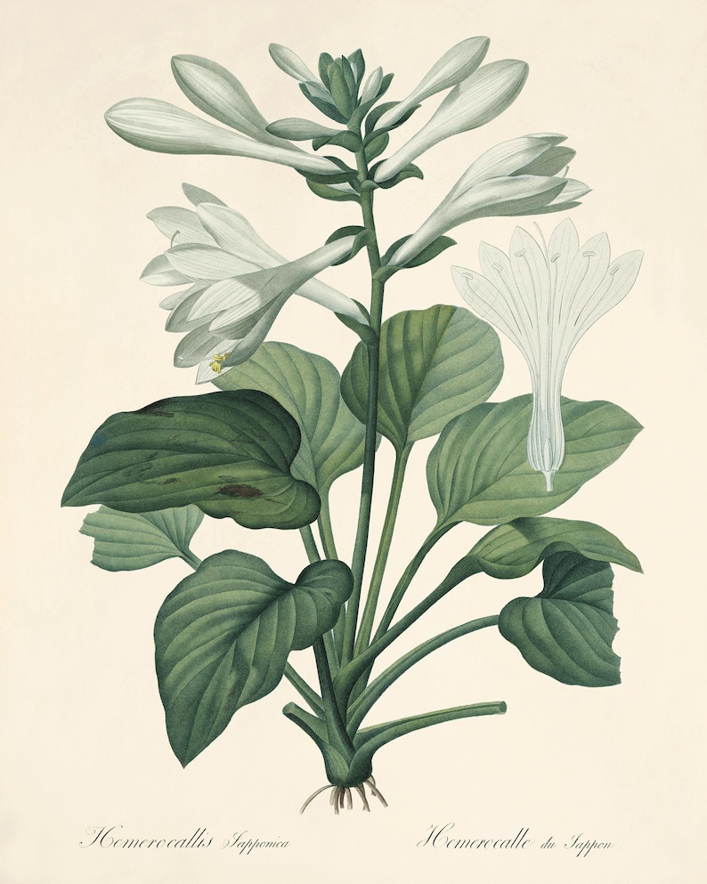 May include: A botanical illustration of a white flowering plant with green leaves. The plant is labeled "Hemerocallis Japonica" and "Hemerocalle du Japon".