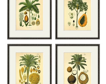 Antieke palmboom botanische printset - 1887 kunst geneeskrachtige plant
