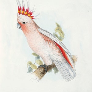 Vintage Parrot art print bird prints Bird art Print home decor wall art Victorian art old prints Natural History print Nature Lover Gifts