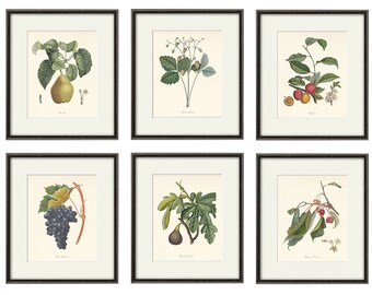 6 Stück Obst und Gemüse Vintage Kunstdruck Obst und Gemüse Vintage Kunstdruck Obst und Gemüse Blumendekor