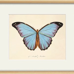 Puede incluir: Una ilustraci&oacute;n vintage de una mariposa Morpho con alas azules y marcas marrones. La mariposa se representa sobre un fondo de color crema.