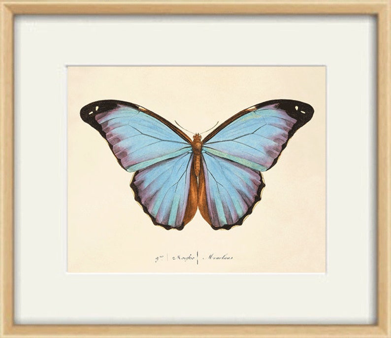 Puede incluir: Una ilustraci&oacute;n vintage de una mariposa Morpho con alas azules y marcas marrones. La mariposa se representa sobre un fondo de color crema.
