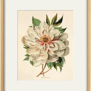 Peony Art Print Antique Flower Art Print Antique Wall Art Vintage ...