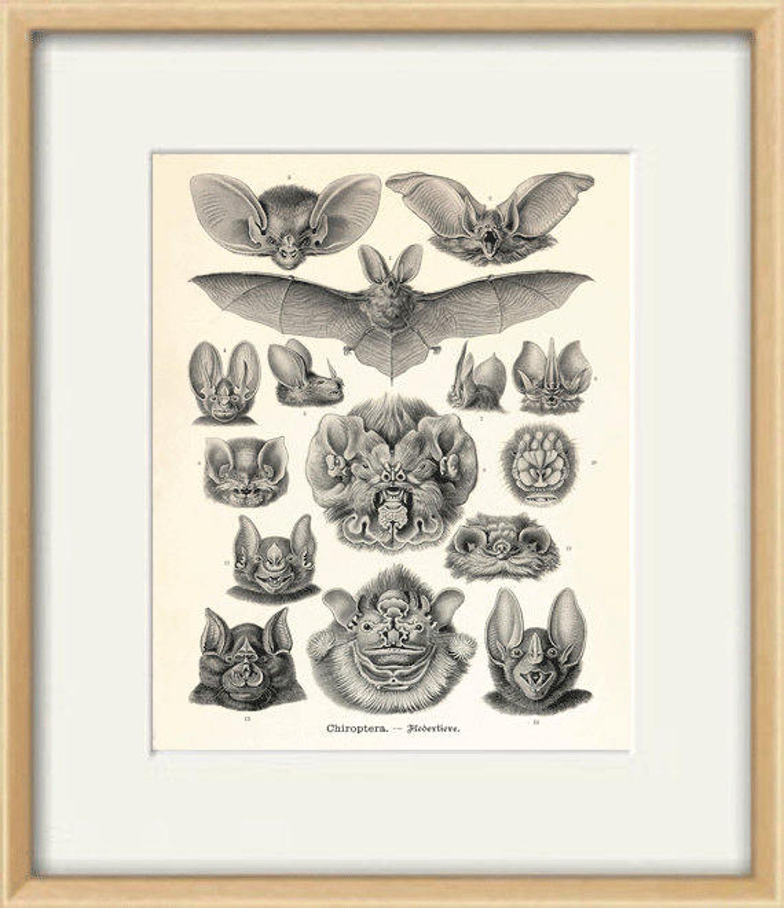Bats Art Print Vintage Nature Art Print Old Prints Halloween - Etsy