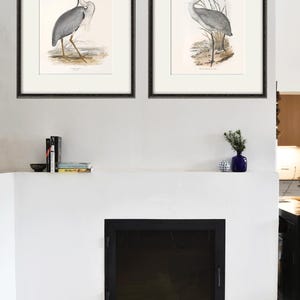 May include: Two framed prints of bird illustrations. The print on the left shows a grey heron with a long, thin beak. The print on the right shows a crane with a long, thin beak and a red crown.