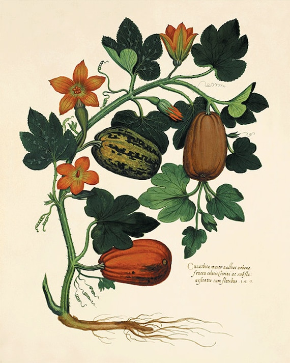 BOTANICAL ART 【import品】 Botanical Print IH855 Beautiful Antique Crossandra