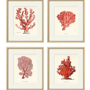 Red sea coral art Nautical art print set old prints ocean life art Ocean Decor nature print beach art Home decor wall art Sea art print image 1