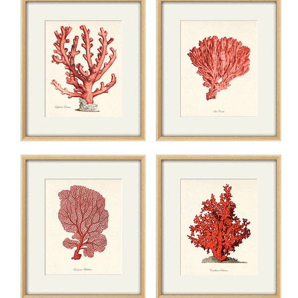 Red sea coral art Nautical art print set old prints ocean life art Ocean Decor nature print beach art Home decor wall art Sea art print