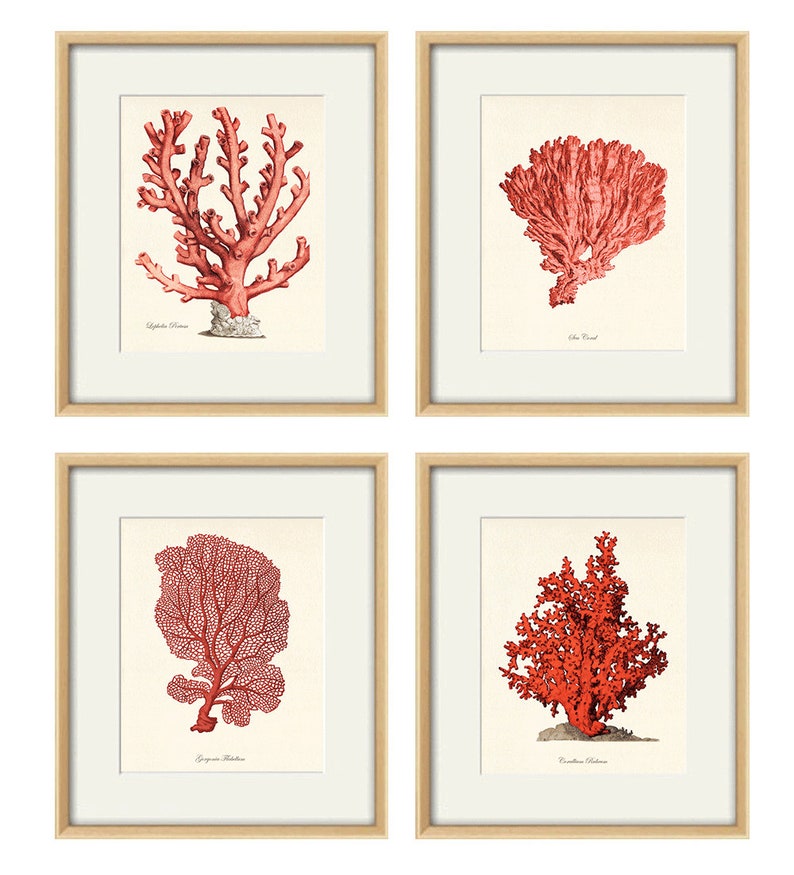 Red sea coral art Nautical art print set old prints ocean life art Ocean Decor nature print beach art Home decor wall art Sea art print image 1