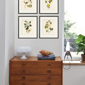May include: Four framed prints of vintage bird illustrations with yellow and green birds perched on branches with white flowers. The prints are displayed on a white wall above a wooden dresser with books and a lamp.