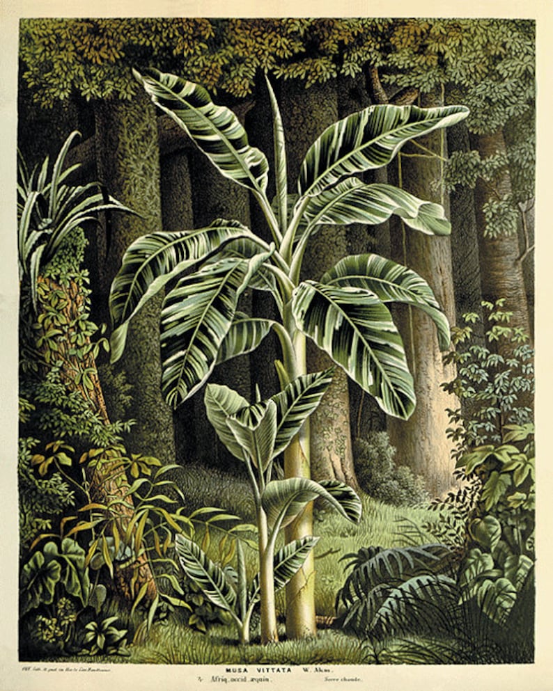 Palm tree art print antique Botanical Art Prints Home Decor Etsy