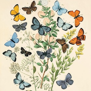 Vintage Butterfly Art Print: 1800s Natural History Illustration