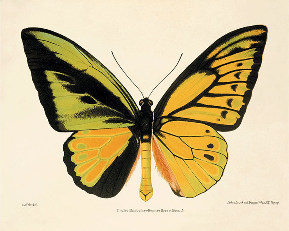 Antique Butterfly Art Butterfly Print Set Natural History Art Old ...