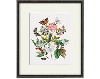 Vintage butterfly print wall art botanical art print Butterfly wall decor Butterfly Poster cottage wall art Nursery Wall Art Natural History