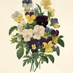 Pansy Art Antique Botanical Prints Vintage Prints Garden Wall - Etsy