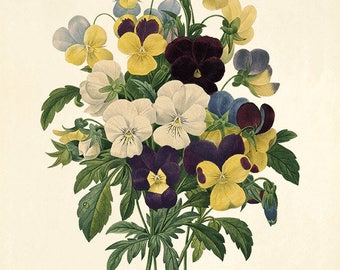 Pansy art antique botanical prints Vintage prints garden wall art home decor wall art French prints old prints Victorian art flower wall art