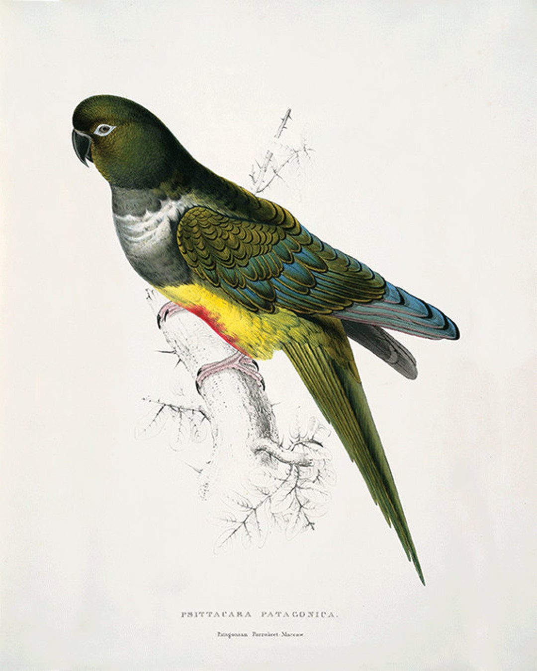 Stunning Hand Painted Parrot Art Print Sale image