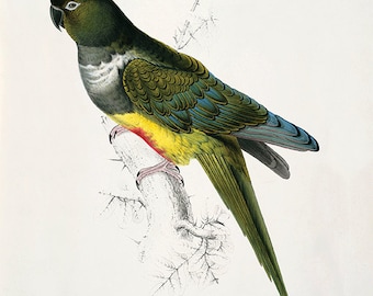 Antique Parrot Print: Victorian Bird Illustration, Natural History Wall Art