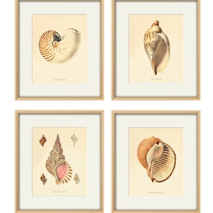 Könnte beinhalten: Set aus vier gerahmten Vintage-Illustrationen von Muscheln. Die Illustrationen sind in einer gedämpften Farbpalette aus Braun-, Beige- und Rosatönen gehalten. Die Rahmen sind in hellem Holzton.