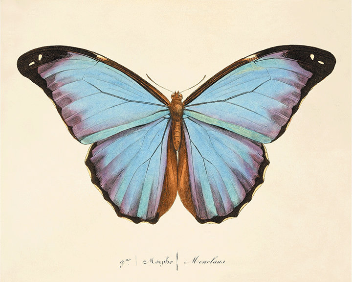 Antique Butterfly Art Print Set Nature Print Natural History Etsy antique-butterfly-art-print-set-nature-print-natural-history-etsy