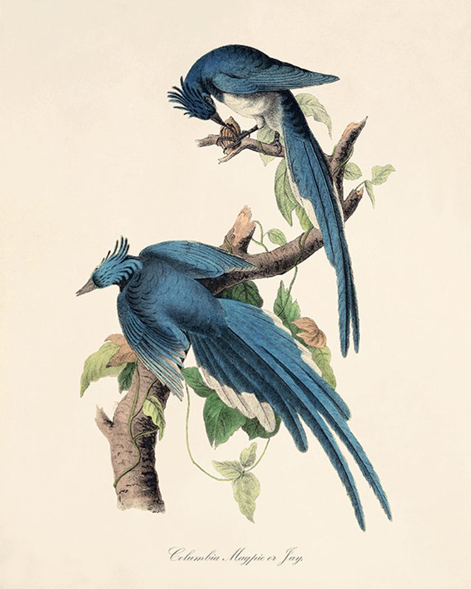 Antique Bird Print Set Bird Art Print Set Antique Prints Bird | Etsy