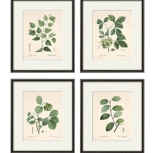 Botanical print set leaf art print French Botanical art print Cottage wall art leaf wall art plants art print botanical wall art leaf print