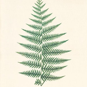 Antique Fern art print Vintage Botanical Art Prints Home Decor Wall Art Victorian art Garden Wall Art ferns antique art print kitchen wall