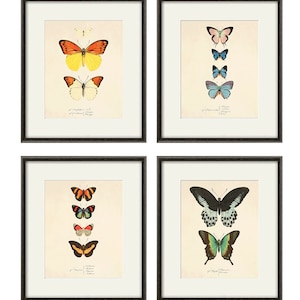 Conjunto de láminas artísticas de mariposas antiguas, láminas de naturaleza, arte de historia natural, láminas antiguas, láminas antiguas, arte victoriano, decoración de mariposas, decoración del hogar, arte de pared