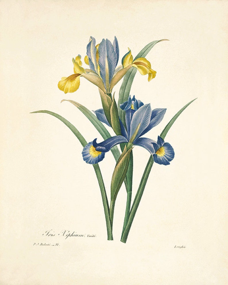 Blue Botanical Prints Vintage Flower Art Cottage Wall Art - Etsy