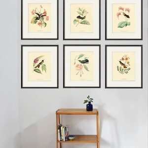 Antique Hummingbird Print Set: Vintage Garden Wall Art