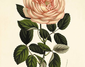 Stampa artistica vintage con rosa rosa: decorazione murale botanica antica