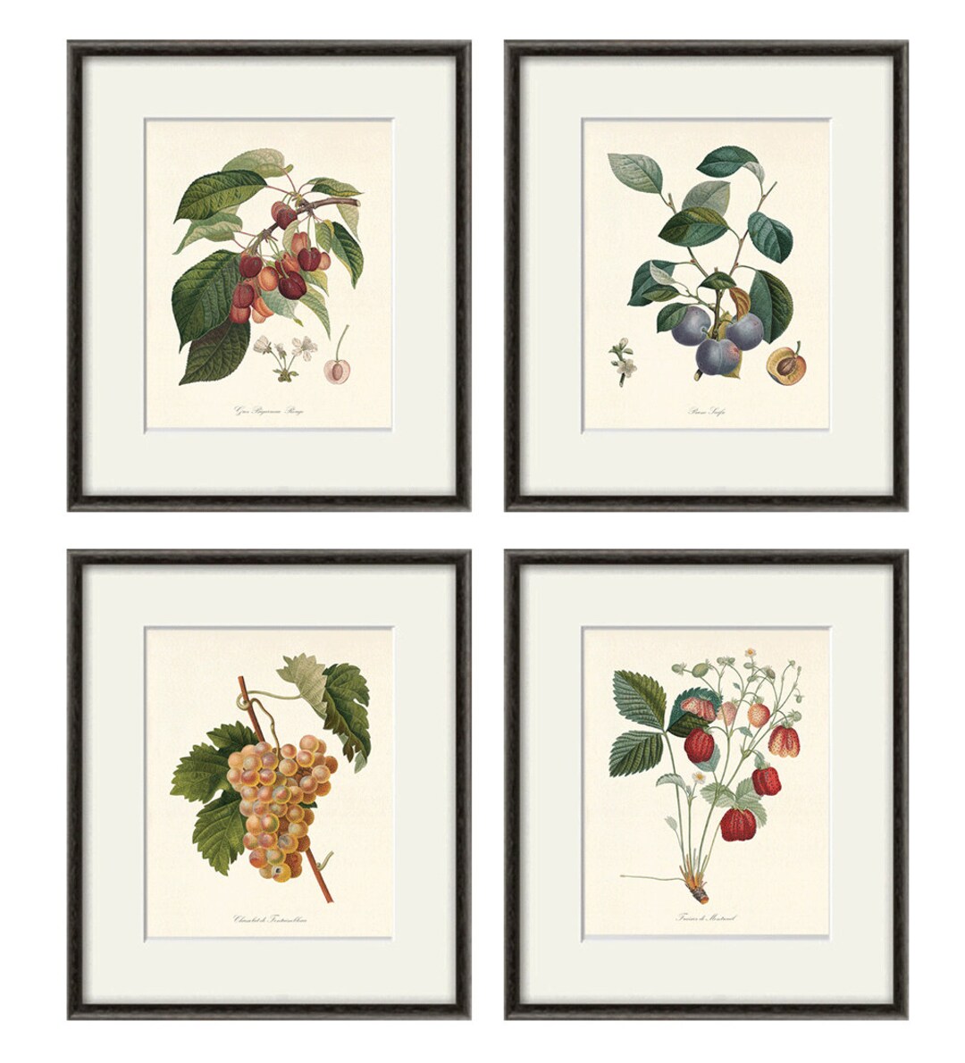 Antique Fruit Art Print Vintage Kitchen Art Print Antique Botanical Art Prints Fruit Wall Art