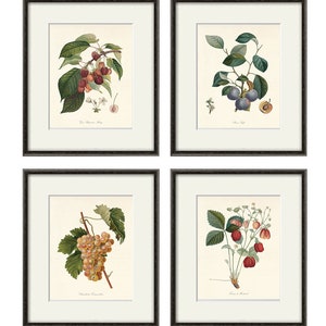 Antique fruit art print Vintage kitchen art print antique botanical art prints fruit wall art kitchen art decor fruit print vintage set of 4